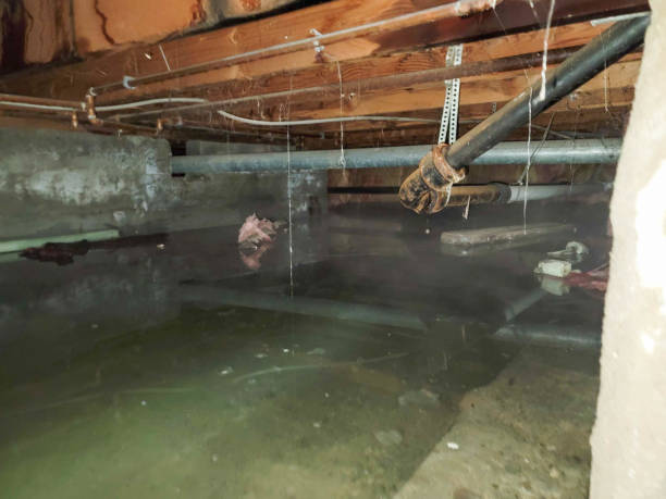 Best Sewage cleanup and water damage restoration  in Walce, LA