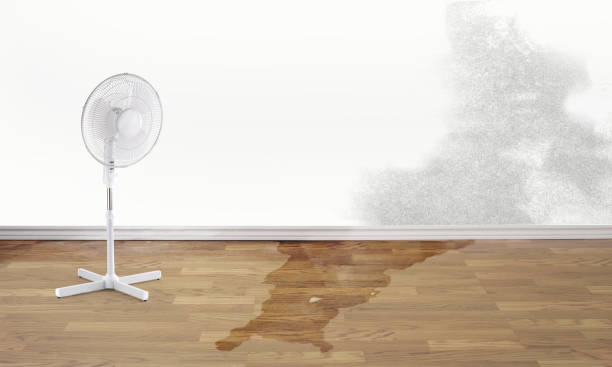 Best Basement water damage restoration  in Walce, LA