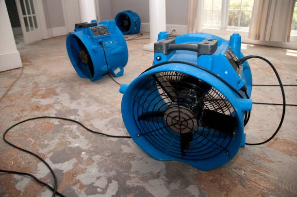 Best Water damage cleanup near me  in Walce, LA